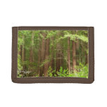 Redwood Trees at Muir Woods National Monument Trifold Wallet
