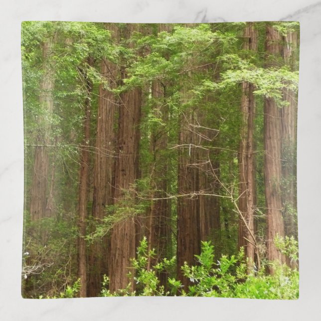 Redwood Trees at Muir Woods National Monument Trinket Tray (Front)