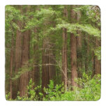 Redwood Trees at Muir Woods National Monument Trivet
