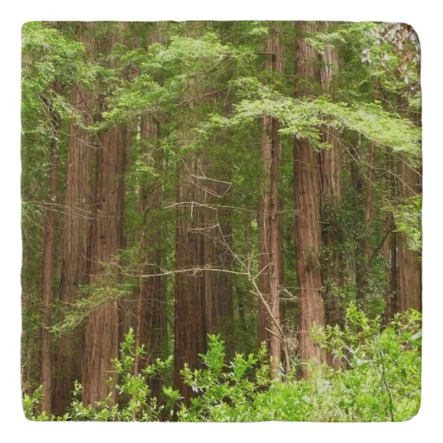 Redwood Trees at Muir Woods National Monument Trivet (Front)