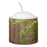 Redwood Trees at Muir Woods National Monument Votive Candle