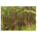 Redwood Trees at Muir Woods National Monument Wood Poster