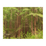 Redwood Trees at Muir Woods National Monument Wood Wall Decor