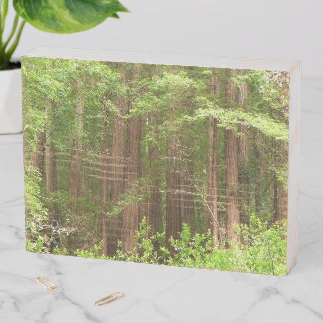 Redwood Trees at Muir Woods National Monument Wooden Box Sign (In Situ Horizontal)