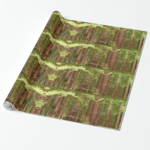 Redwood Trees at Muir Woods National Monument Wrapping Paper