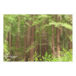 Redwood Trees at Muir Woods National Monument Wrapping Paper Sheets