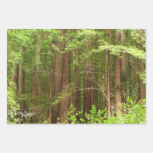 Redwood Trees at Muir Woods National Monument Wrapping Paper Sheets