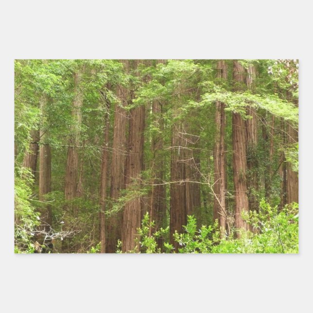 Redwood Trees at Muir Woods National Monument Wrapping Paper Sheets (Front)