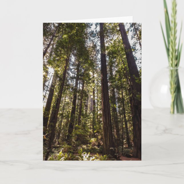 Redwood Trees - Blank Greeting Card (Front)