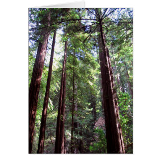 Redwood Trees Cards
