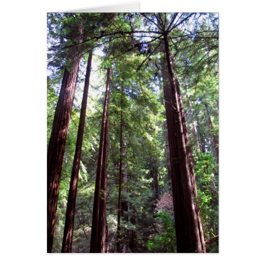 Redwood Trees Cards (Front)