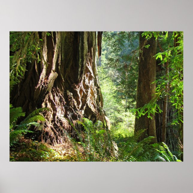 Redwood Trees Forest art prints Big Redwoods (Front)