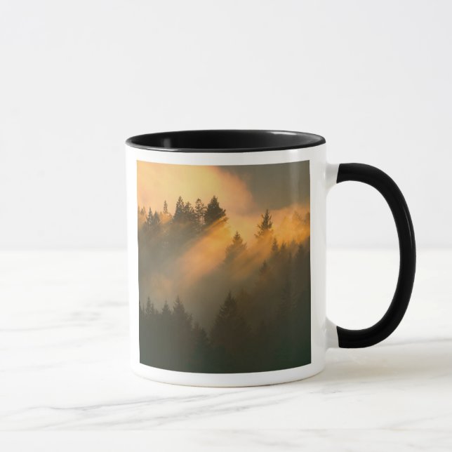 Redwood trees in coastal fog, Marin County, Mug (Right)