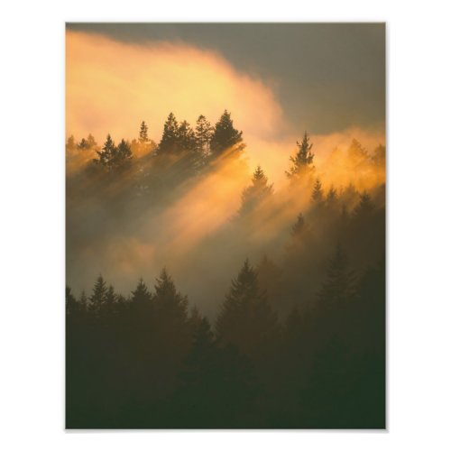 Redwood trees in coastal fog Marin County Photo Print