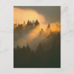 Redwood trees in coastal fog, Marin County, Postcard