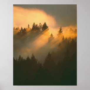 Redwood trees in coastal fog, Marin County, Poster