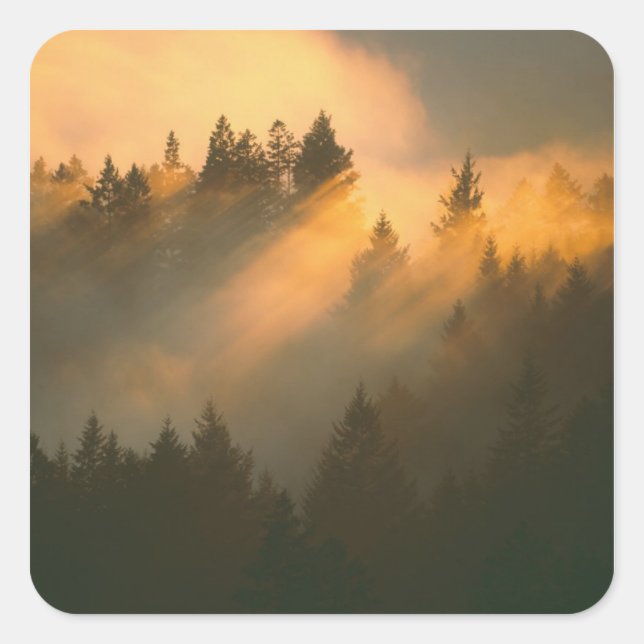 Redwood trees in coastal fog, Marin County, Square Sticker (Front)