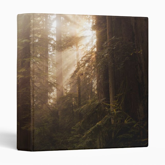 Redwood Trees in Morning Fog with Sunrays 3 Ring Binder (Front/Spine)