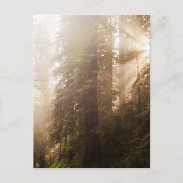 Redwood Trees in Morning Fog with Sunrays Postcard (Front)
