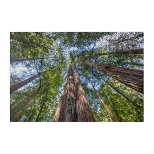 Redwood Trees   Marin County, California Acrylic Print