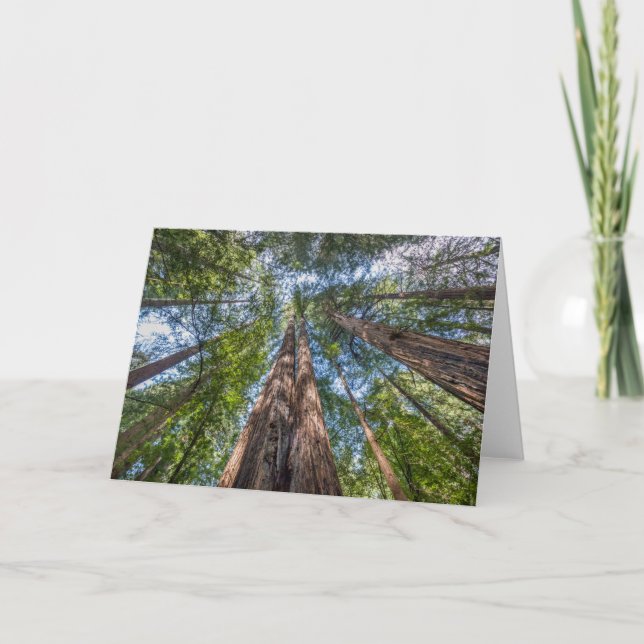 Redwood Trees | Marin County, California Card (Front)