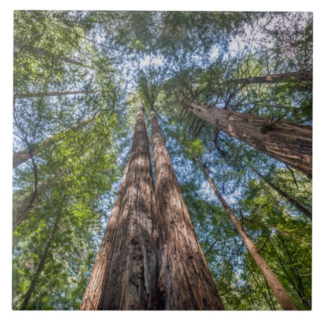 Redwood Trees | Marin County, California Ceramic Tile (Front)