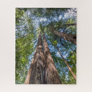 Redwood Trees Marin County, California Jigsaw Puzzle