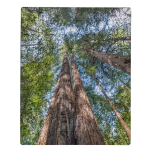 Redwood Trees Marin County, California Jigsaw Puzzle
