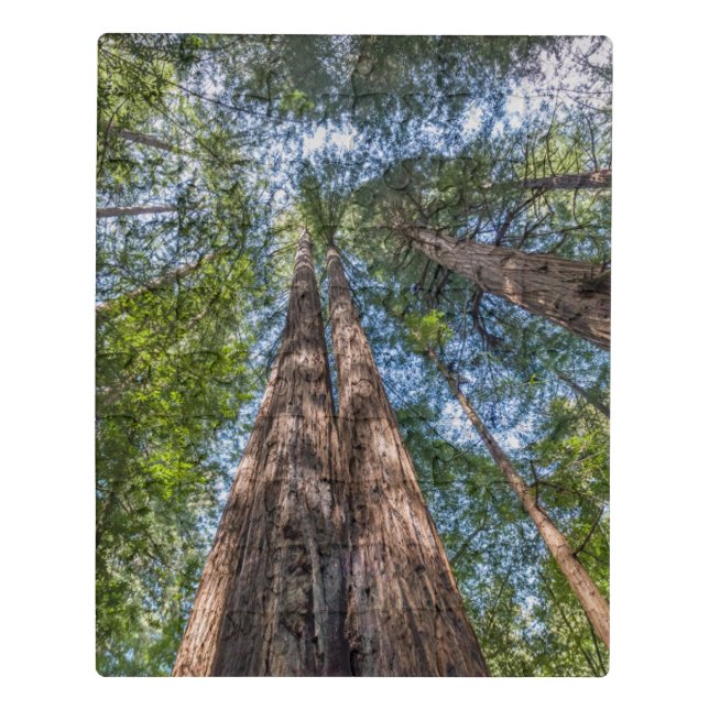 Redwood Trees | Marin County, California Jigsaw Puzzle (Puzzle Vertical)