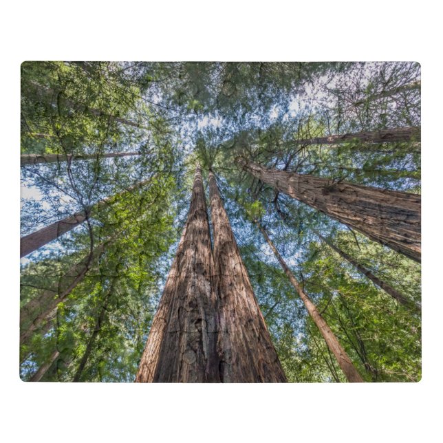 Redwood Trees | Marin County, California Jigsaw Puzzle (Puzzle Horizontal)