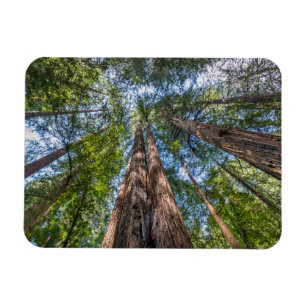 Redwood Trees   Marin County, California Magnet