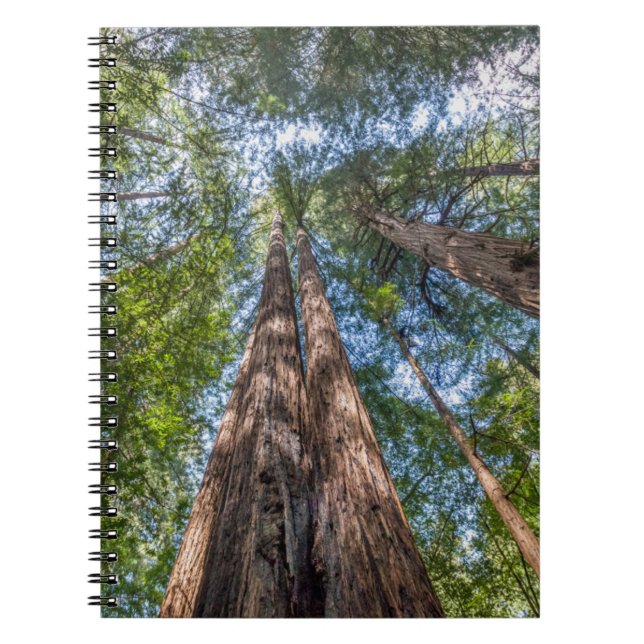 Redwood Trees | Marin County, California Notebook (Front)