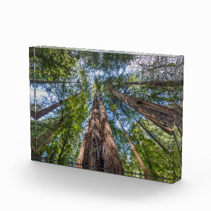 Redwood Trees Marin County, California Photo Block