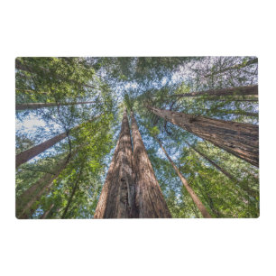 Redwood Trees Marin County, California Placemat