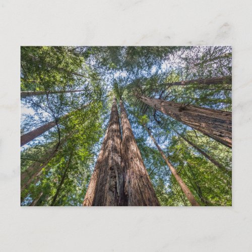 Redwood Trees  Marin County California Postcard