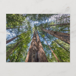Redwood Trees Marin County, California Postcard