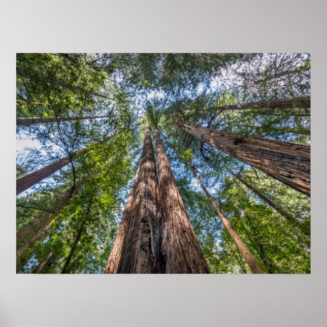Redwood Trees | Marin County, California Poster (Front)