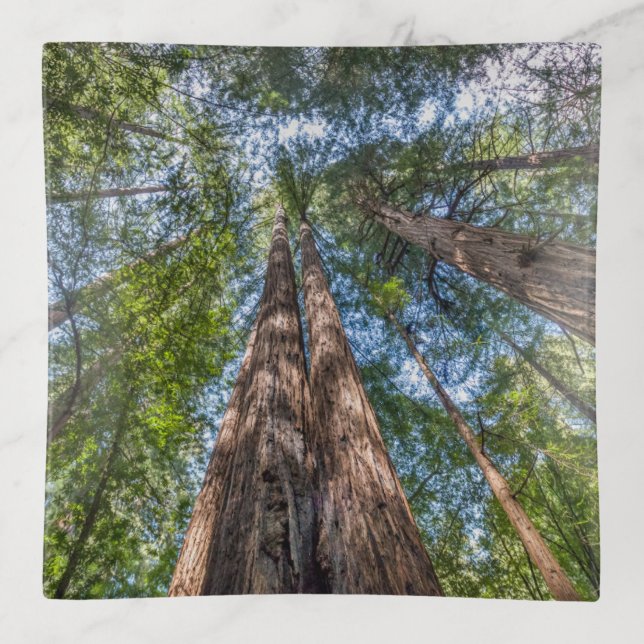 Redwood Trees | Marin County, California Trinket Tray (Front)