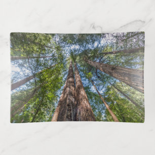 Redwood Trees Marin County, California Trinket Tray