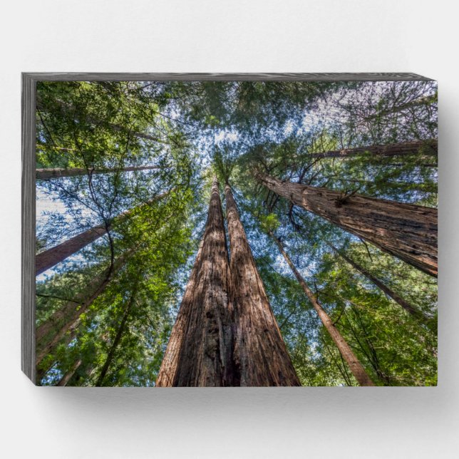 Redwood Trees | Marin County, California Wooden Box Sign (Front Horizontal)