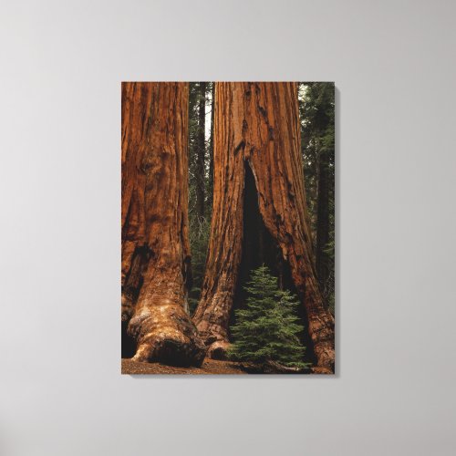 Redwood Trees Sequoia National Park Canvas Print