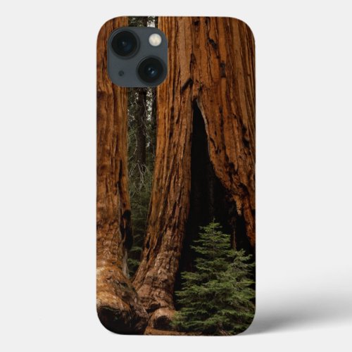 Redwood Trees Sequoia National Park iPhone 13 Case