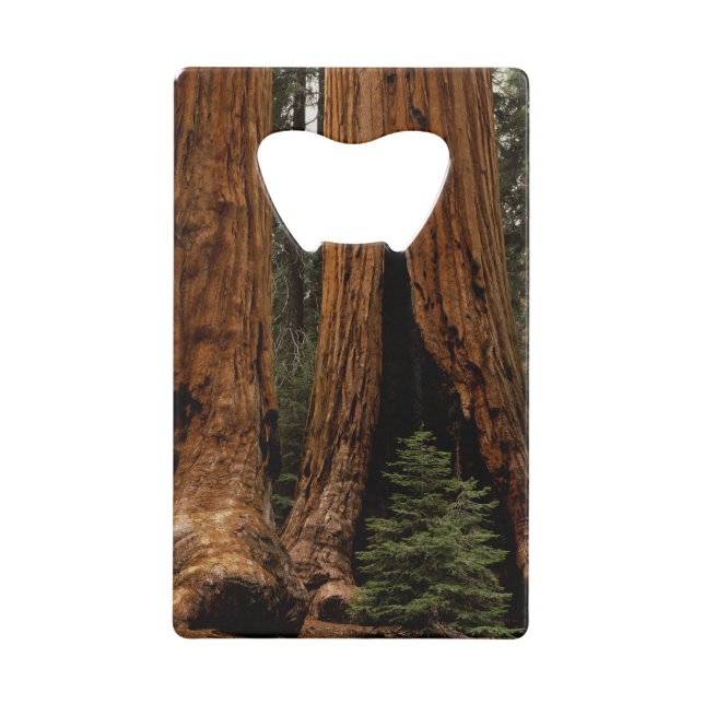 Redwood Trees, Sequoia National Park. Credit Card Bottle Opener (Front)