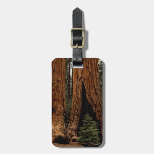 Redwood Trees Sequoia National Park Luggage Tag