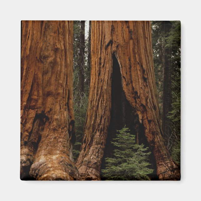 Redwood Trees, Sequoia National Park. Magnet (Front)