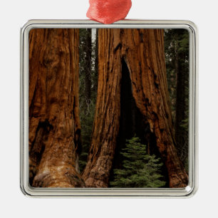 Redwood Trees, Sequoia National Park. Metal Ornament