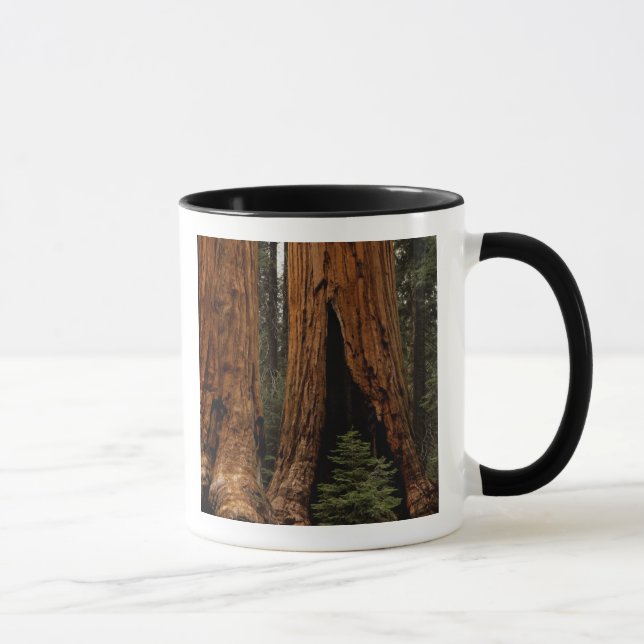 Redwood Trees, Sequoia National Park. Mug (Right)