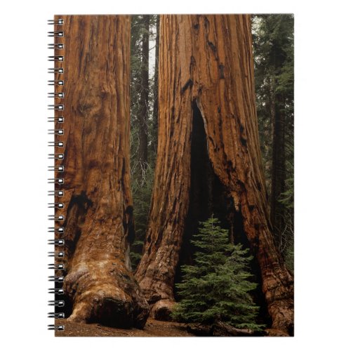 Redwood Trees Sequoia National Park Notebook