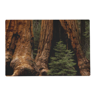 Redwood Trees, Sequoia National Park. Placemat