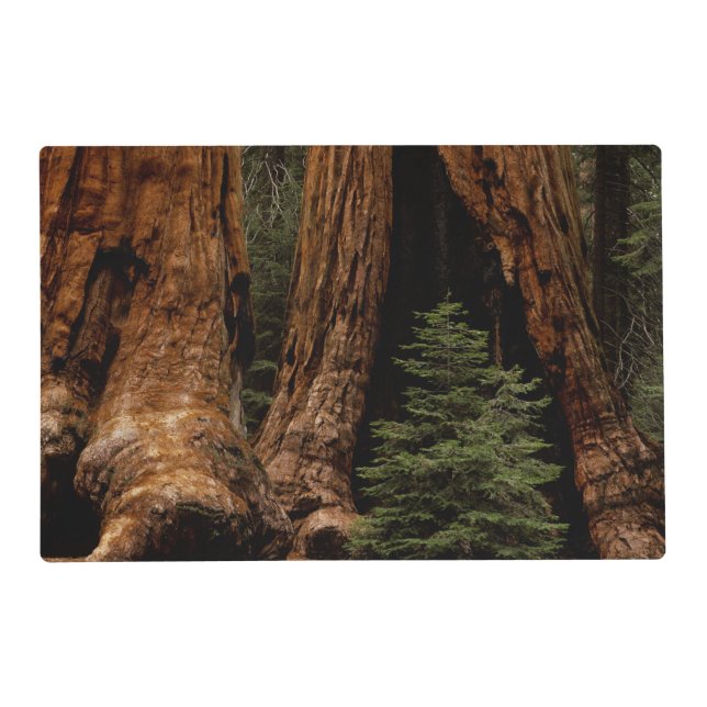 Redwood Trees, Sequoia National Park. Placemat (Front)